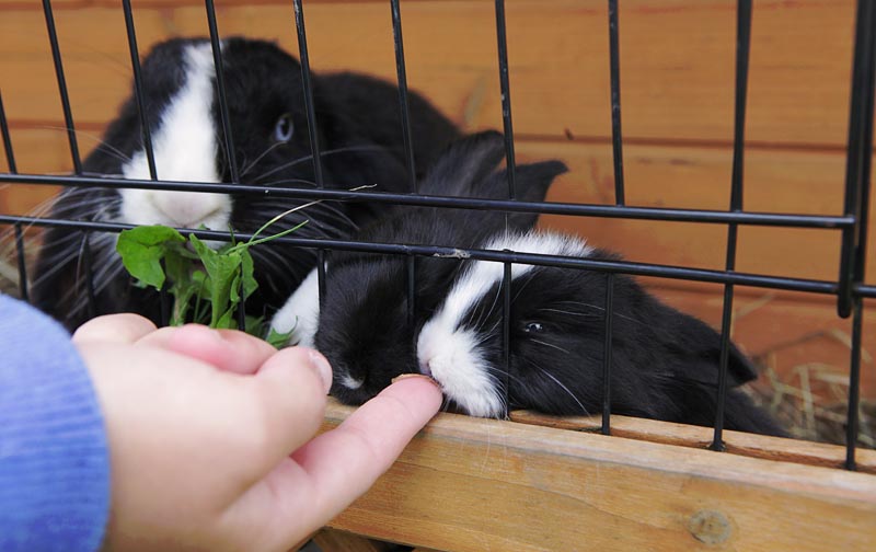 Kaninchen manchmal mit Jungen